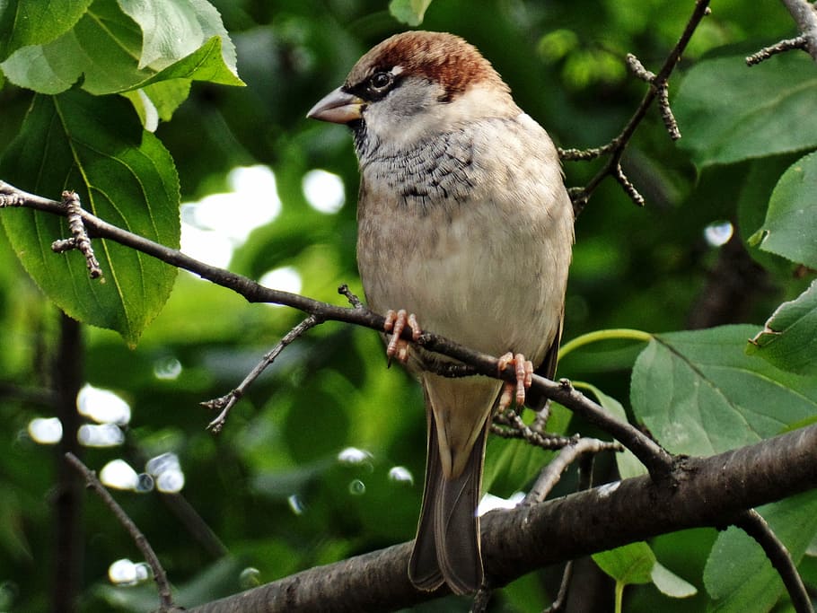 sparrow, bird, close, feather, plumage, tree, leaves, nature HD wallpaper