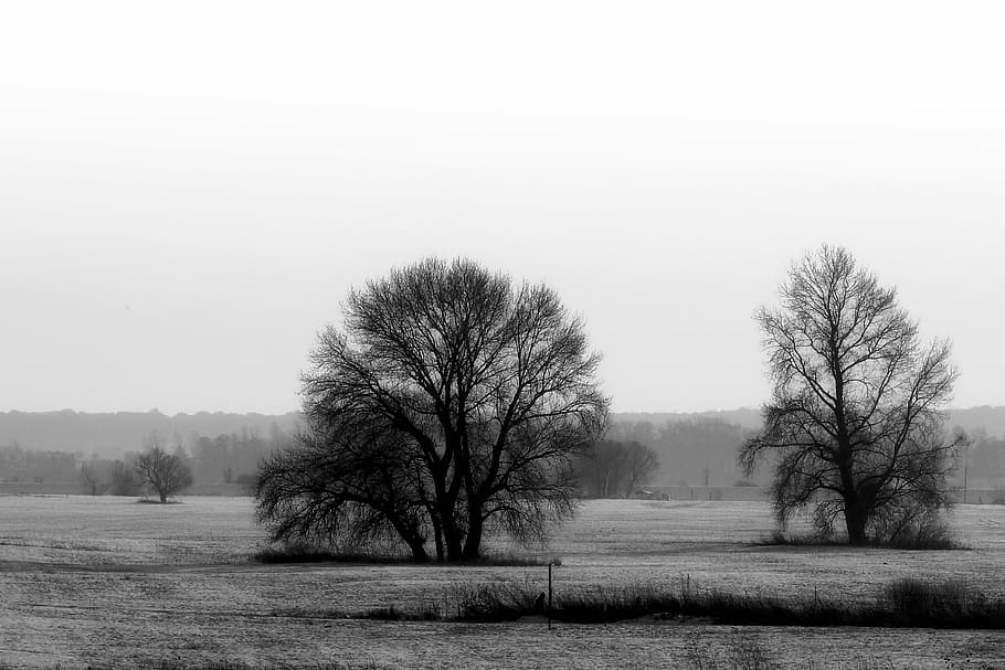 landscape, winter, trees, black and white, cold, snow, frost HD wallpaper