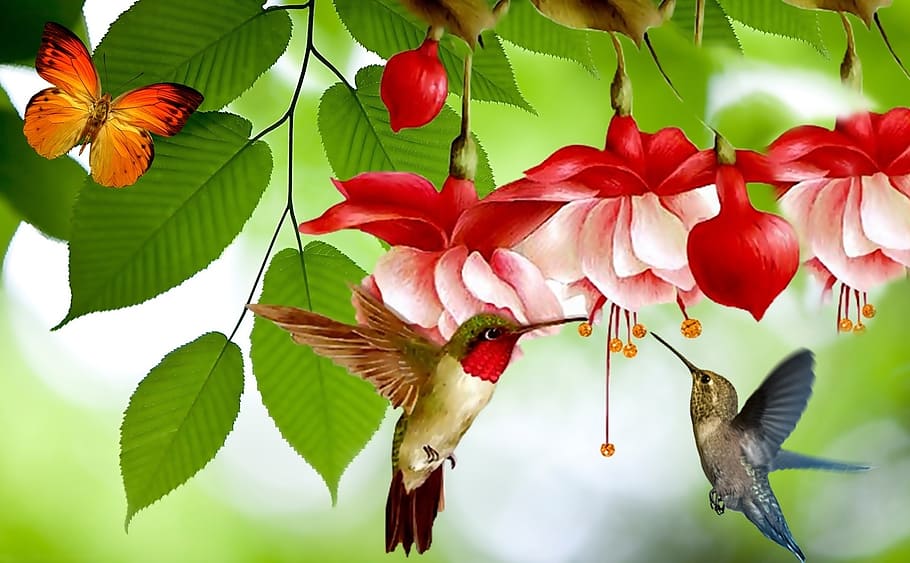13000 Colorful Humming Bird Stock Photos Pictures  RoyaltyFree Images   iStock