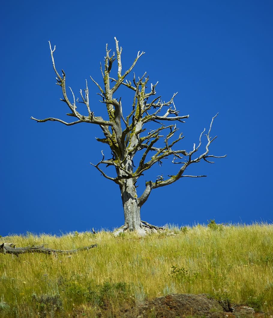 Dead Tree, Blue, Sky, Nature, Landscape, yellowstone, bare tree HD wallpaper