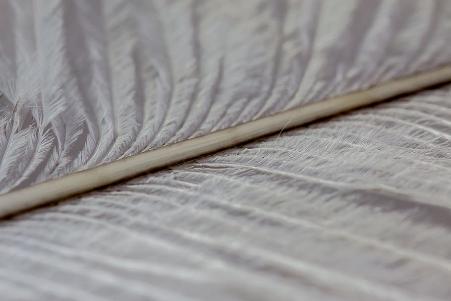 strauss spring, feather, close, macro, background, texture HD wallpaper