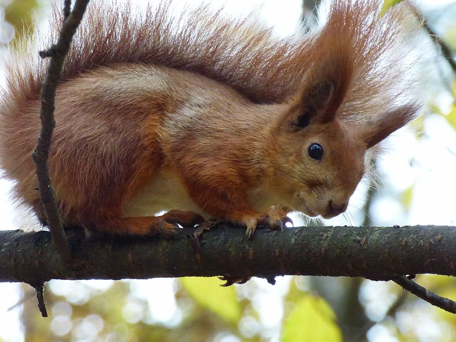 animals, forest, nature, animal themes, mammal, one animal HD wallpaper