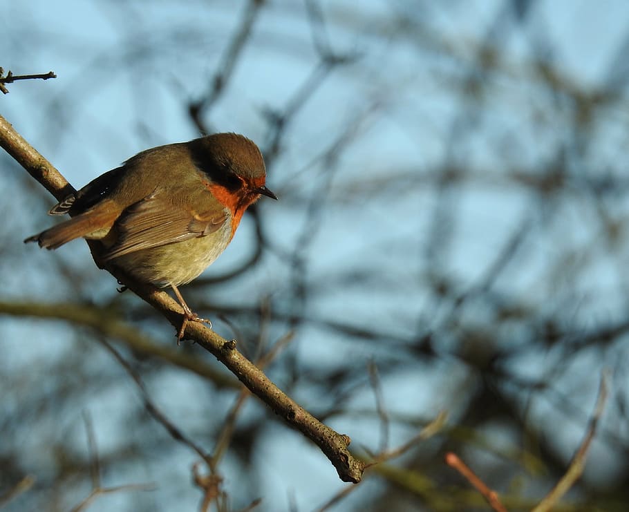 bird, robin, nature, wildlife, cute, winter, branch, tree, animal HD wallpaper