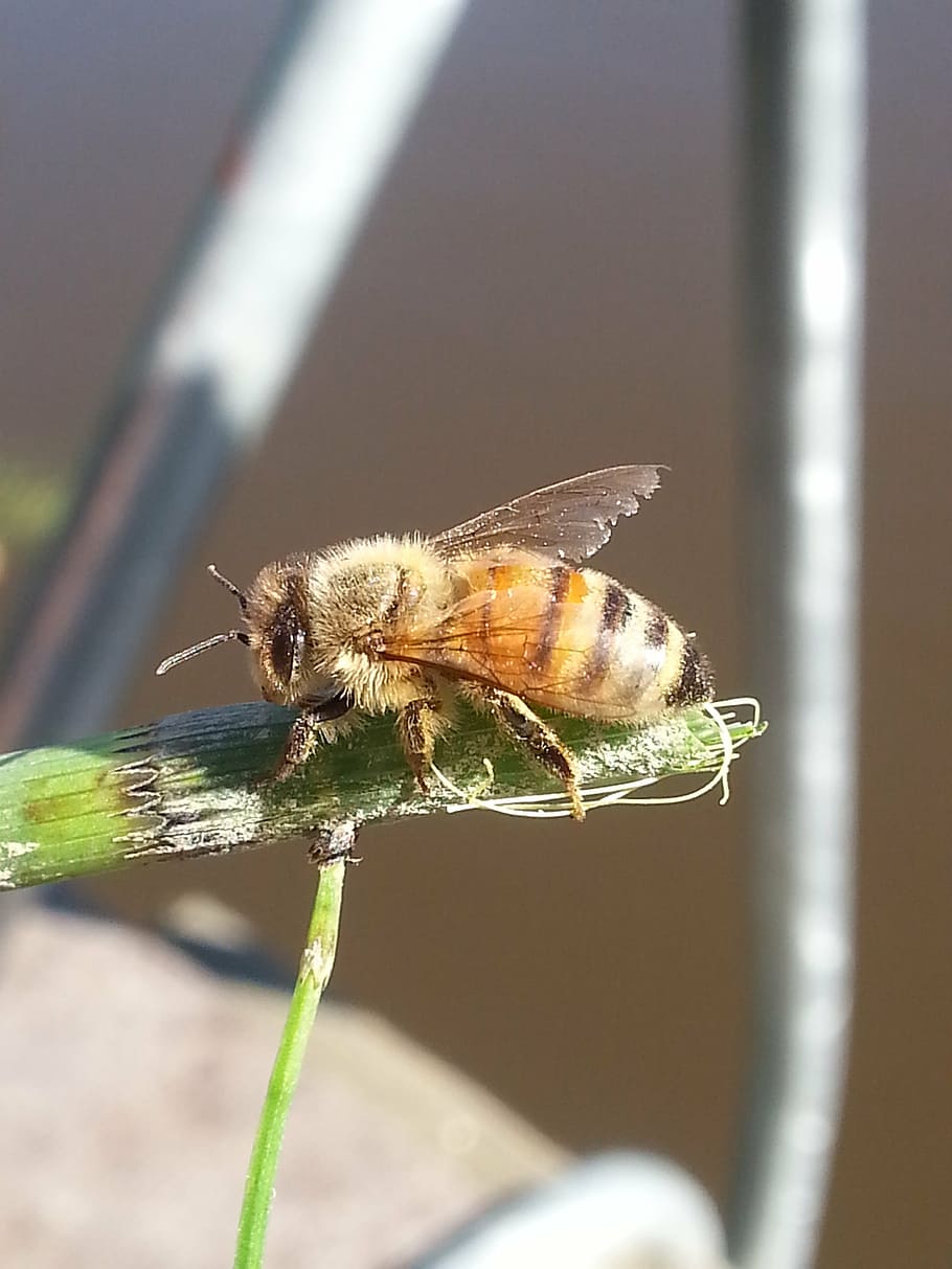 bug, insect, fly, inflorescence, leaf, hoverfly, summer, tab HD wallpaper