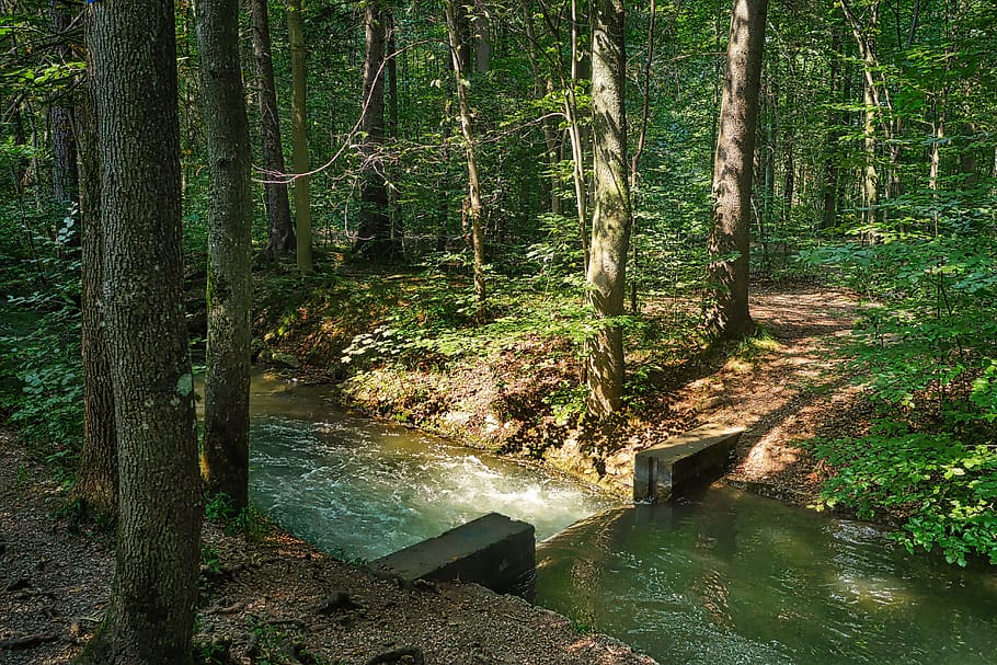 forest, river, bach, water, tree, landscape, nature, creek HD wallpaper