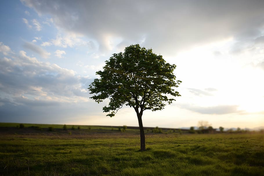 tree, meadows, grass, nature, outdoors, sky, landscape, sunset HD wallpaper