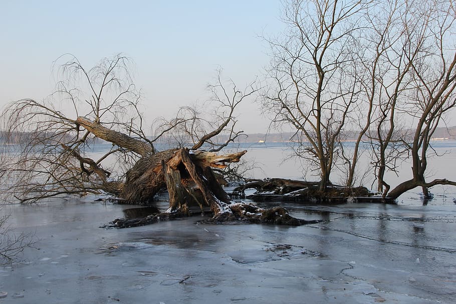Winter, Ice, Trees, Havel, no people, bare tree, nature, day HD wallpaper