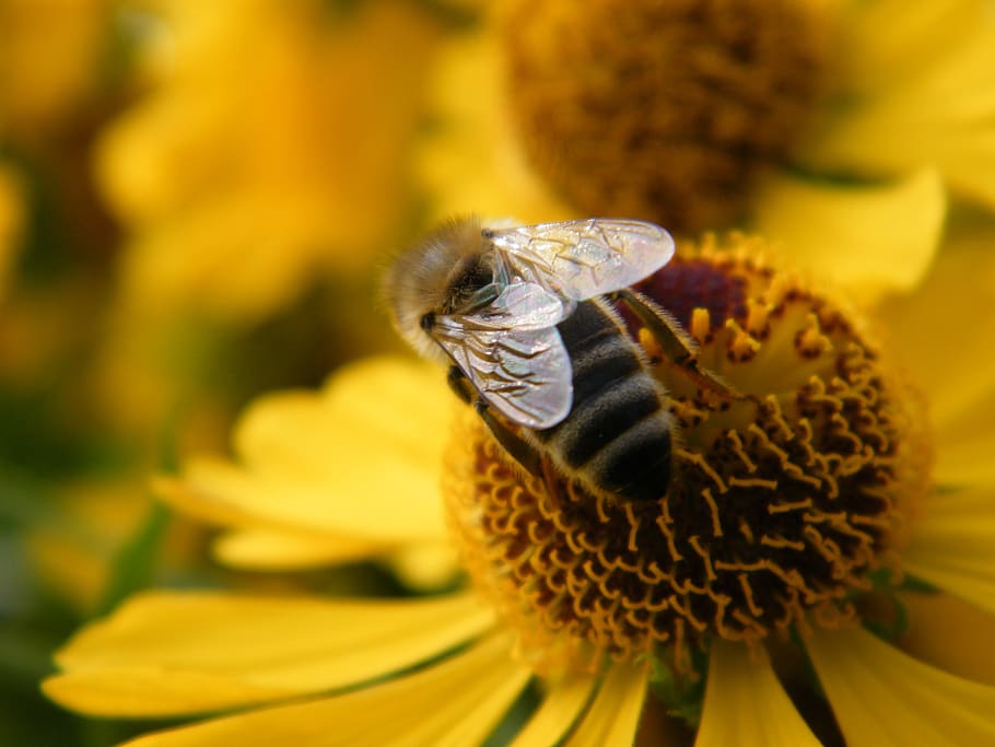 bee, blossom, bloom, sprinkle, flower, flowering plant, animal themes HD wallpaper