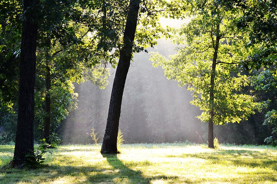 tree trunks during daytime, trees, fog, forest, sunbeams, misty HD wallpaper
