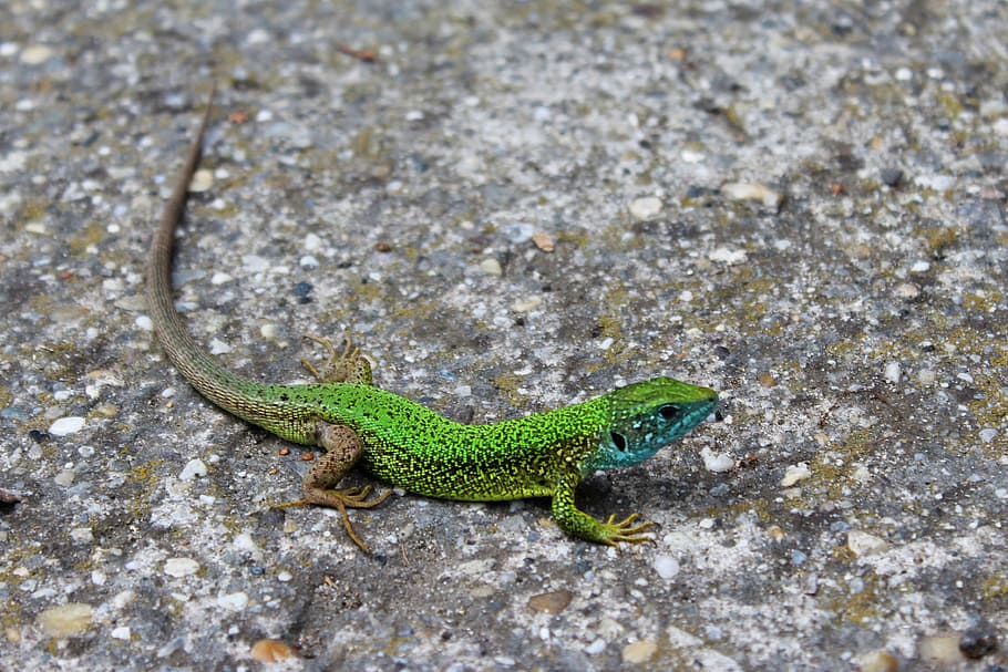 lizard, nature, color, animals, green, green lizard, wild, fauna HD wallpaper