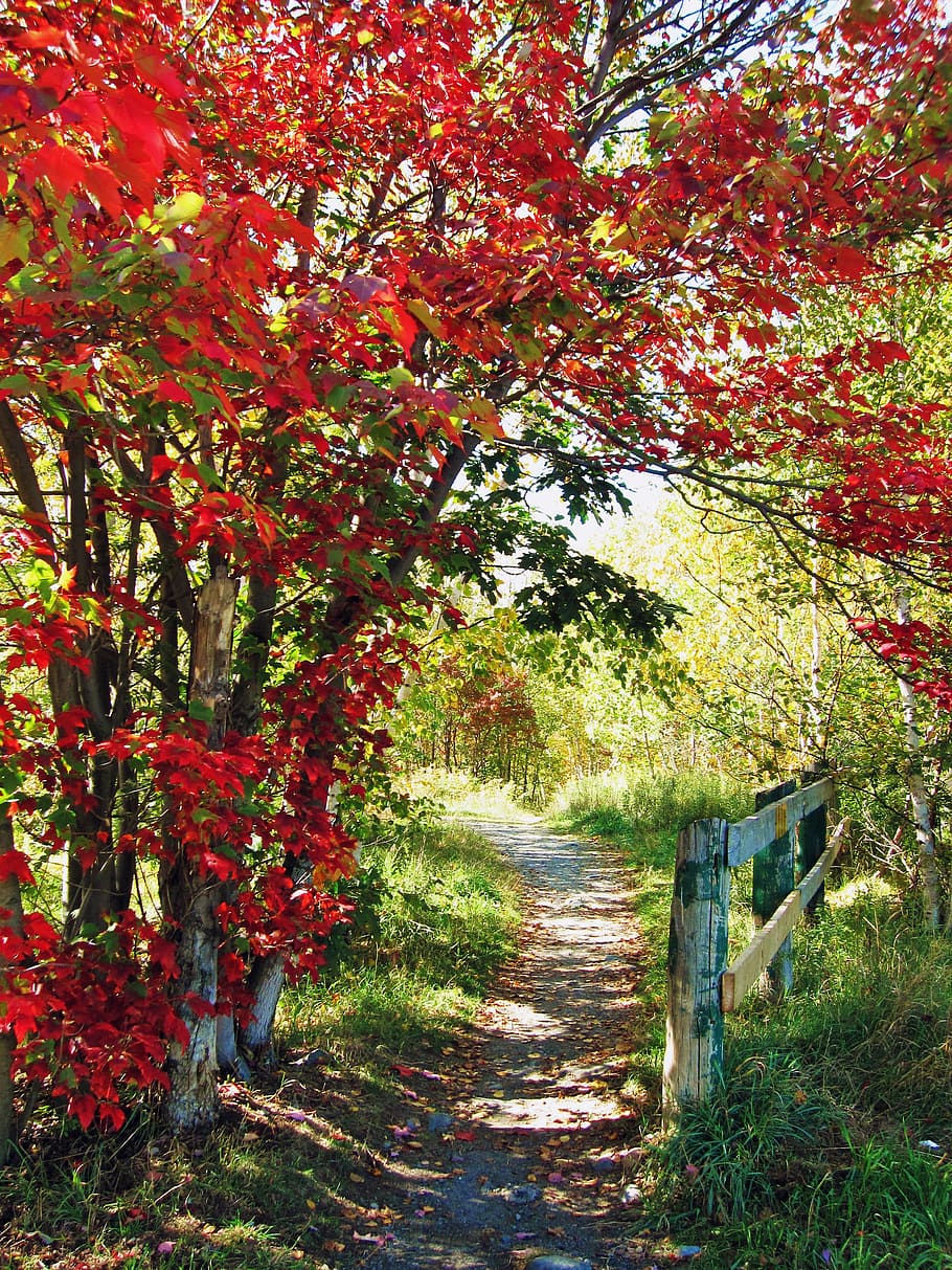 red tress, Pathway, Autumn, Fall, Nature, Landscape, forest HD wallpaper