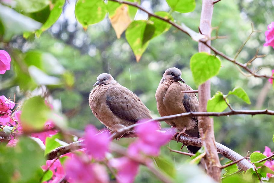 nature, tree, outdoor, bird, close-up, garden, beautiful, flower HD wallpaper