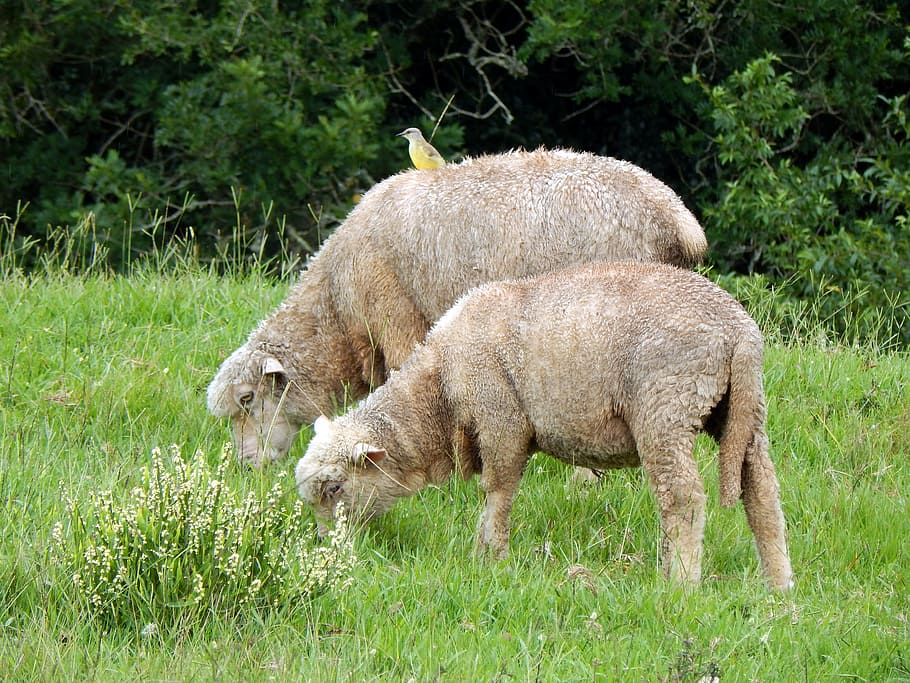 sheep, bird, canguçu, mammal, animal, animal themes, plant HD wallpaper