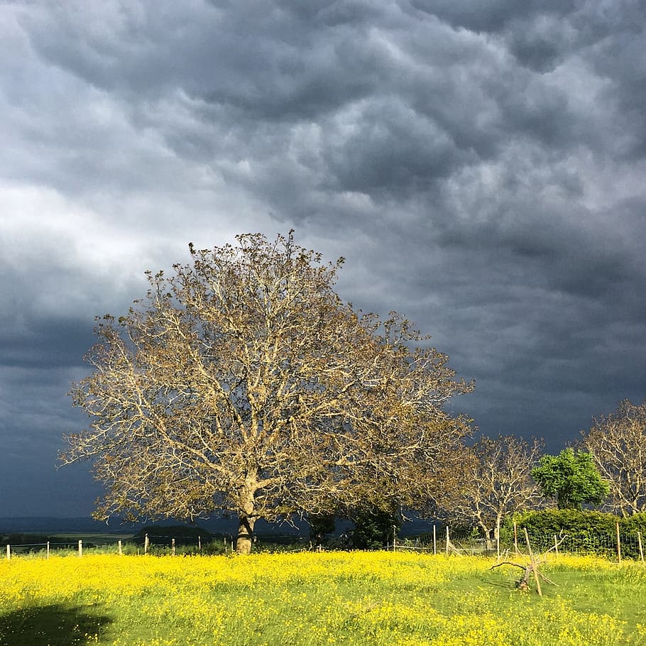 tree, sky, walnut, plant, cloud - sky, beauty in nature, land HD wallpaper