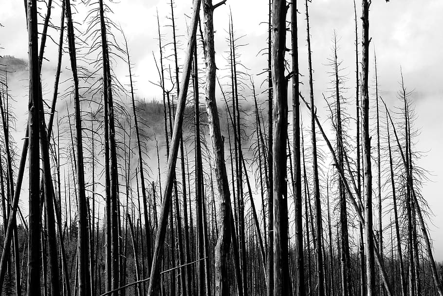 tree, branch, plant, nature, sky, forest, no people, land, tranquility HD wallpaper