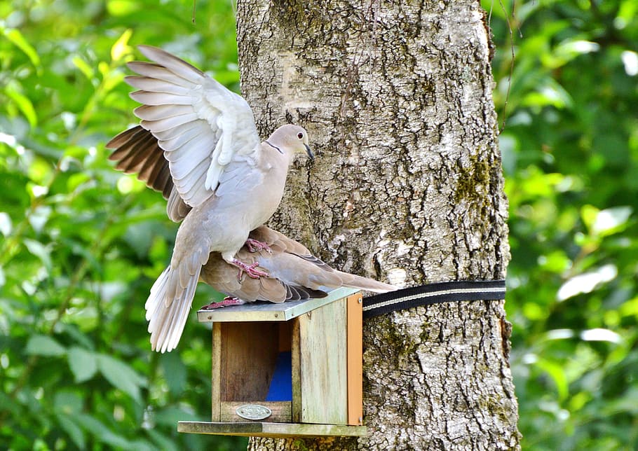 Dove, Collared, Bird, Poultry, foraging, animal, animal world, HD wallpaper