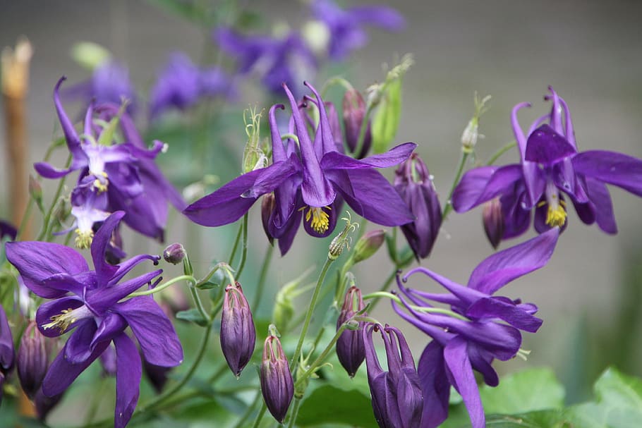 flowers, iris, dark purple, spring, nature, plant, close-up HD wallpaper