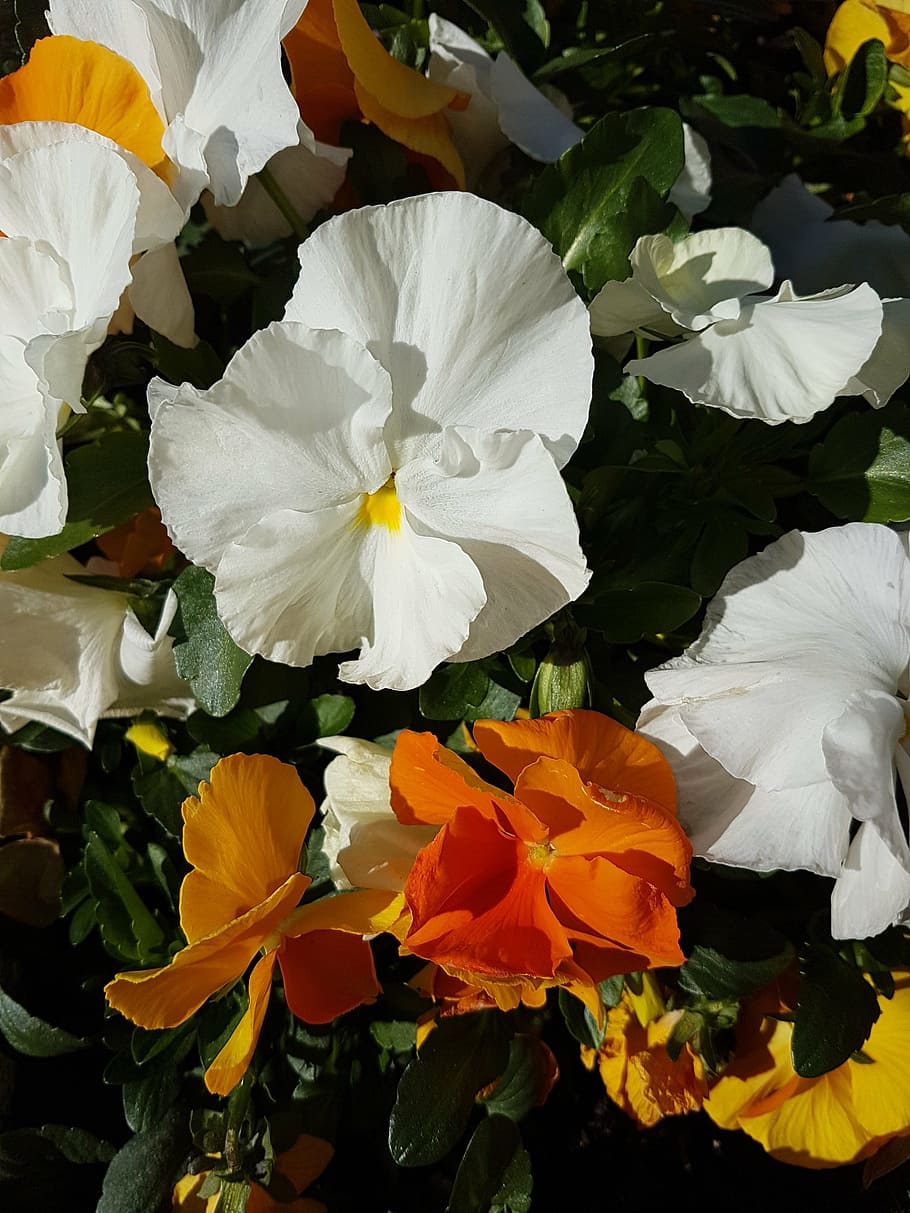 pansy, flowers, spring, flowering plant, beauty in nature, petal HD wallpaper