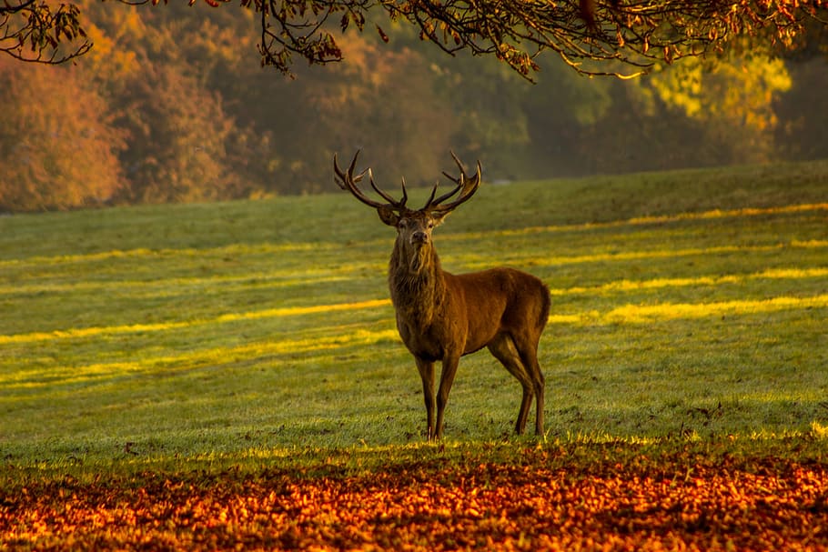 brown stag on green grass field during daytime, nature, deer