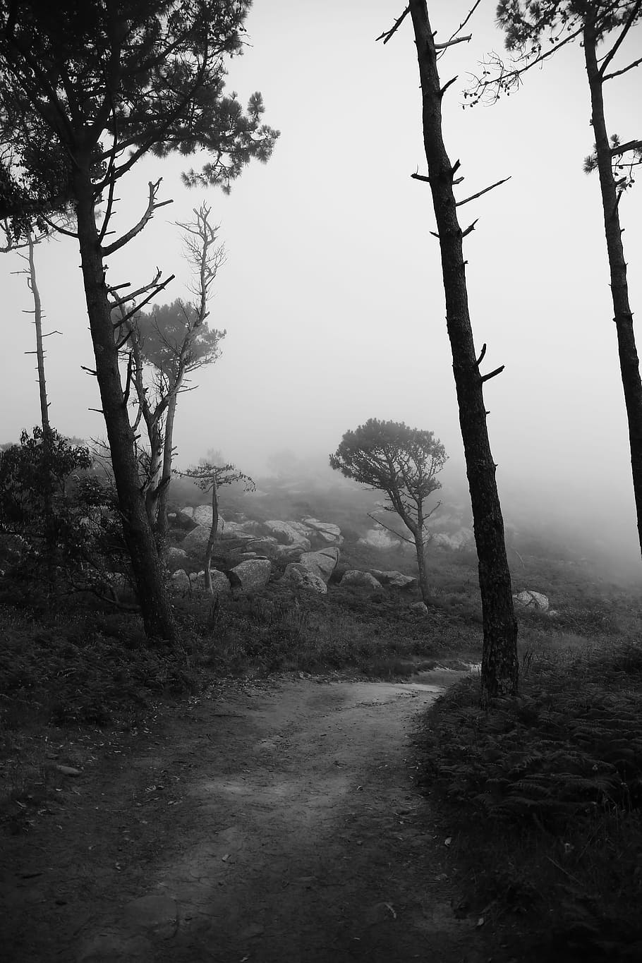 Black And White, Trees, Landscape, fog, nature, outdoors, forest HD wallpaper
