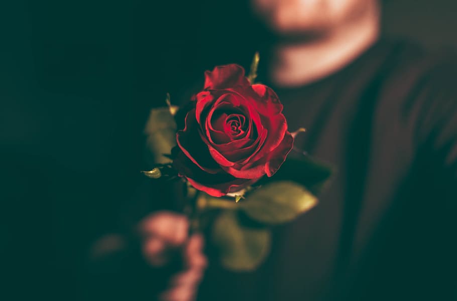 macro shot photography of man holding red rose, selective focus photography of red rose