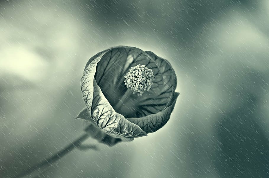 flower, rain, wet, drops, droplet, spring, light, sun, plant HD wallpaper