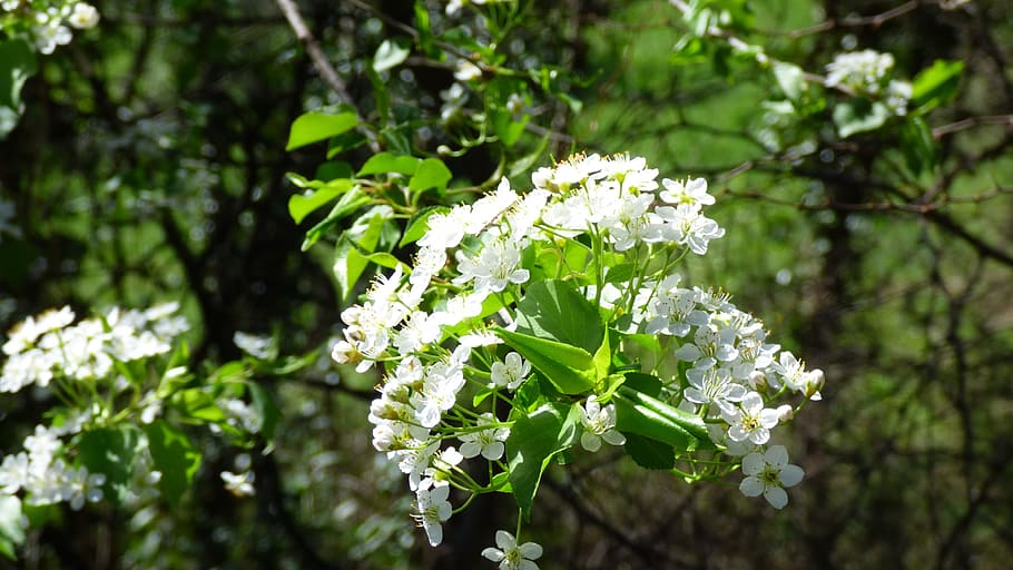 blossom, bloom, cherry, cherry blossom, fruit tree, white flower HD wallpaper