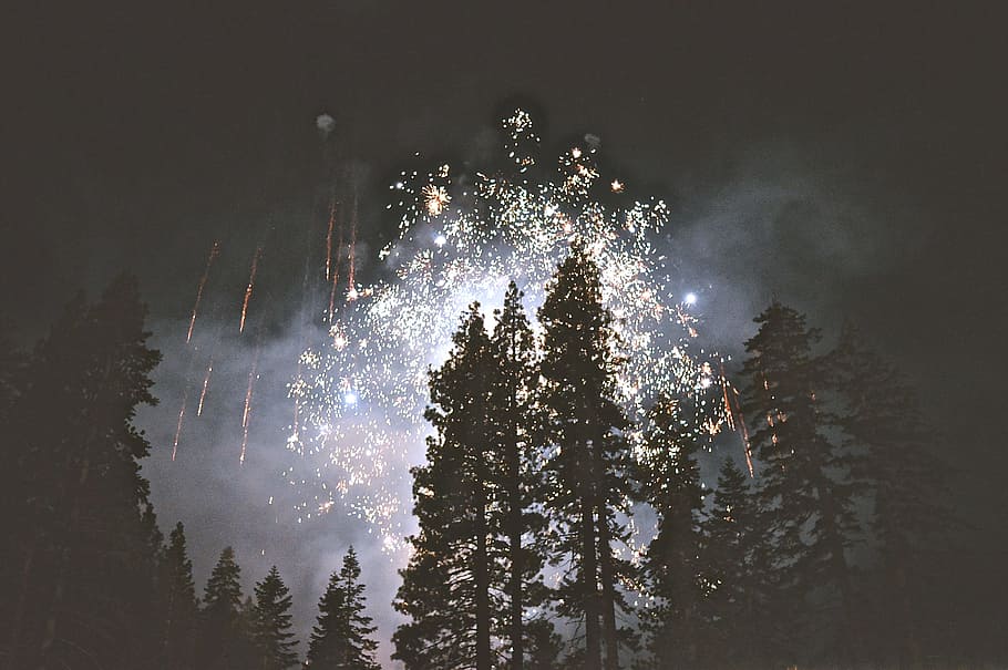 fireworks display, silhouette photo of fireworks near woods during nighttime HD wallpaper