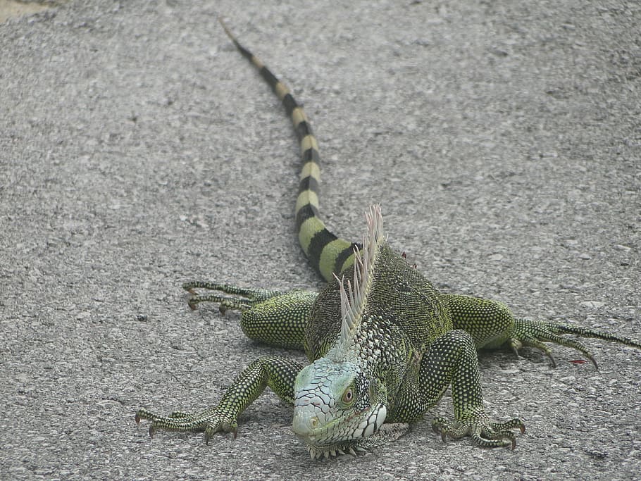 iguana, animals, reptile, animal themes, animal wildlife, animals in the wild HD wallpaper