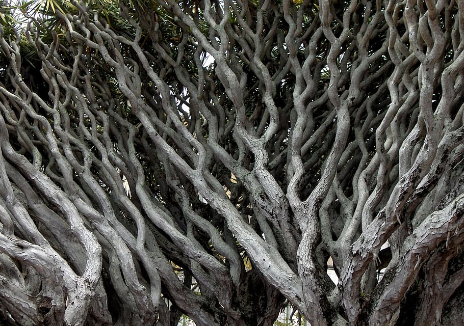 dracaena draco, tree, ramos, gray, full frame, no people, backgrounds HD wallpaper