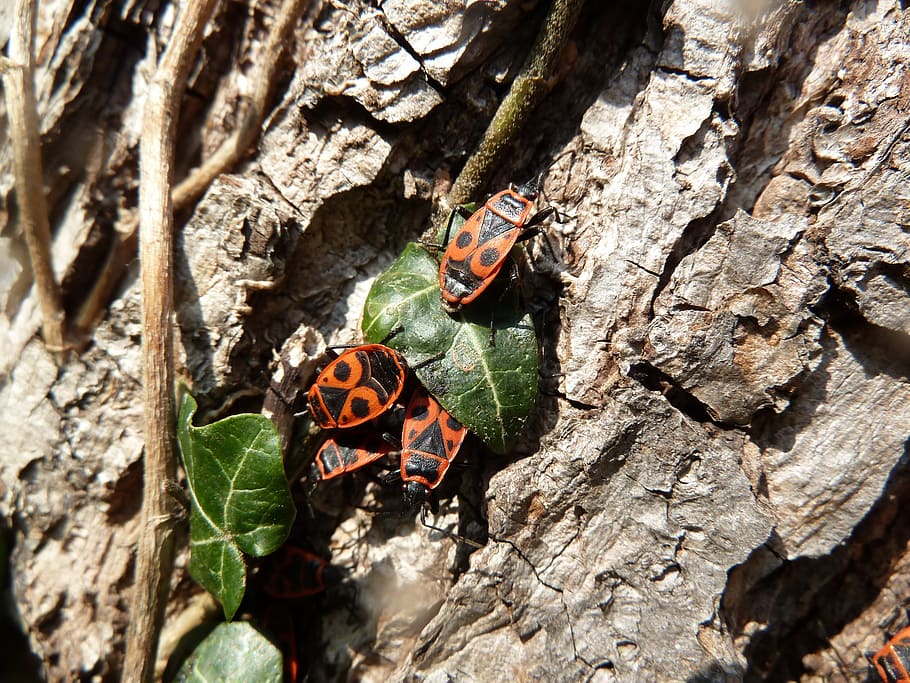 tree, beetle, insect, log, animal wildlife, animals in the wild HD wallpaper