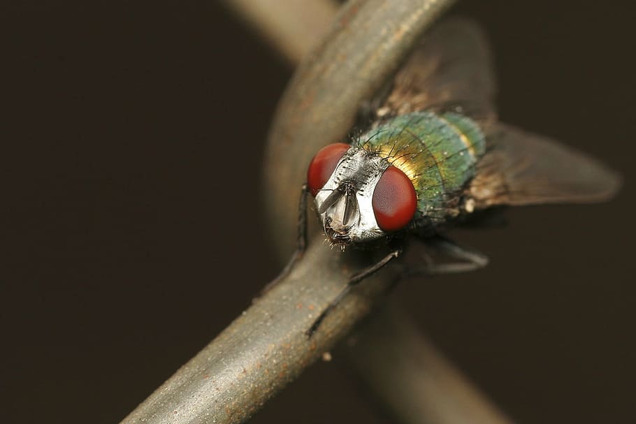 selective focus photo of green and gray fly perching on brown wire HD wallpaper