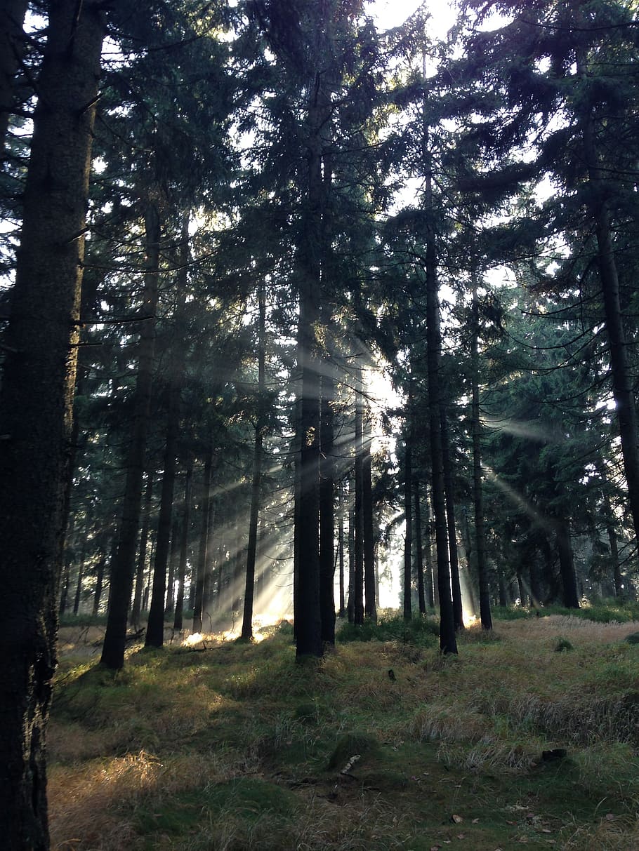 forest, twilight, rays, autumn, sun, nature, colors, backlight HD wallpaper