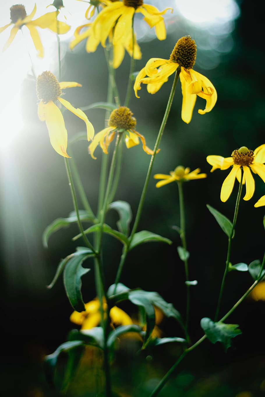 flowers, sunflowers, flowering plant, growth, yellow, beauty in nature HD wallpaper