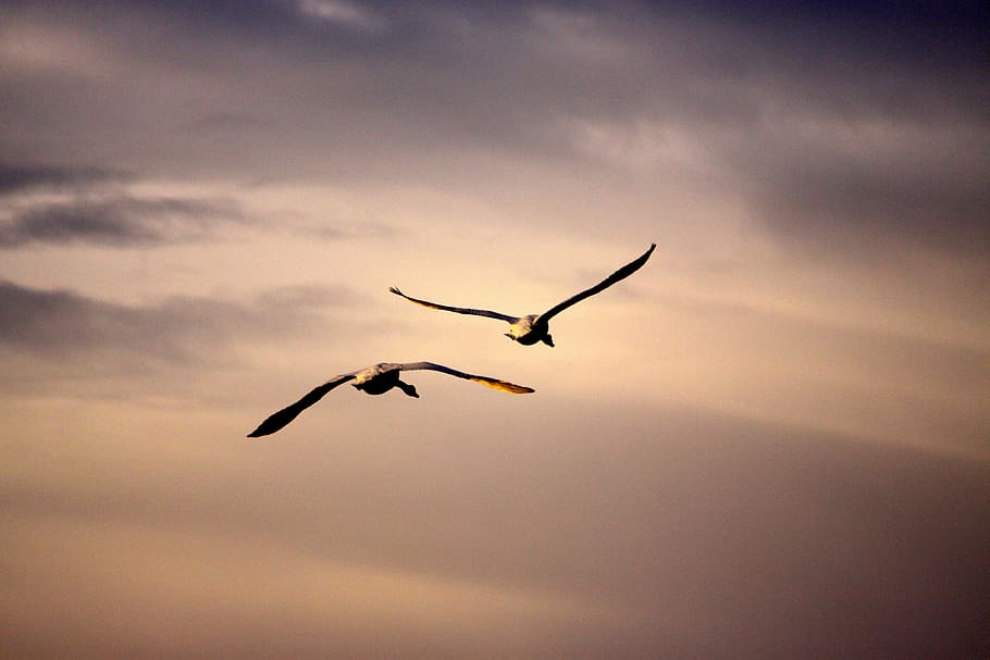 nature, birds, swans, animal themes, animal wildlife, flying HD wallpaper