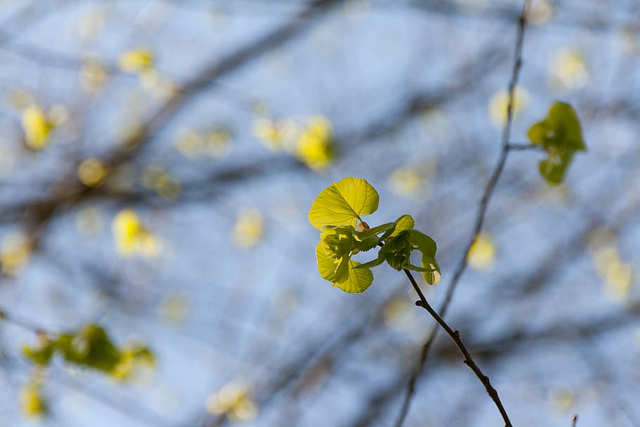 nature, sky, leaves, background image, blue, tree, shoots, spring HD wallpaper