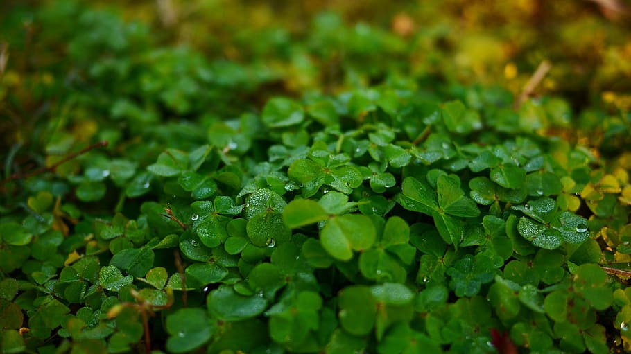 clover, macro, grass, green color, leaf, plant part, growth HD wallpaper