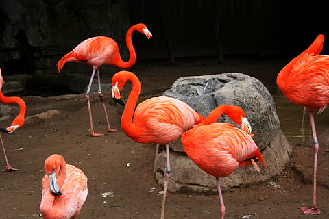 flock of pink flamingo birds standing near rock, flamingos HD wallpaper