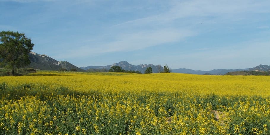 field, nature, summer, spring, green, outdoor, natural, meadow HD wallpaper