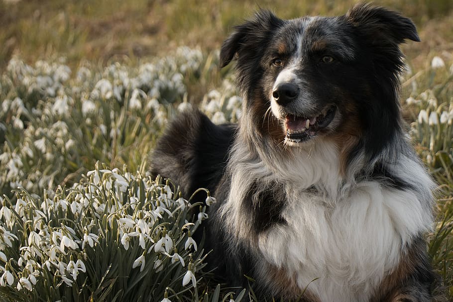 adult black tricolor Australian shepherd lying on grass field HD wallpaper