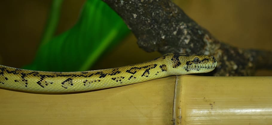 snake, carpet python, wild animal, animal world, nature, scale HD wallpaper