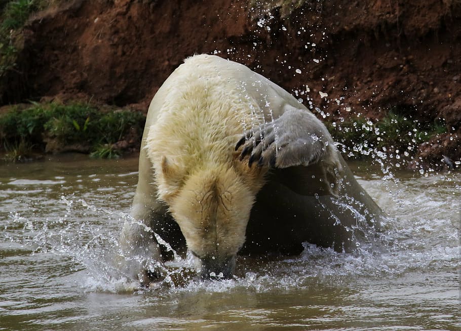 polar bear, white, mammal, animal, wildlife, arctic, nature HD wallpaper
