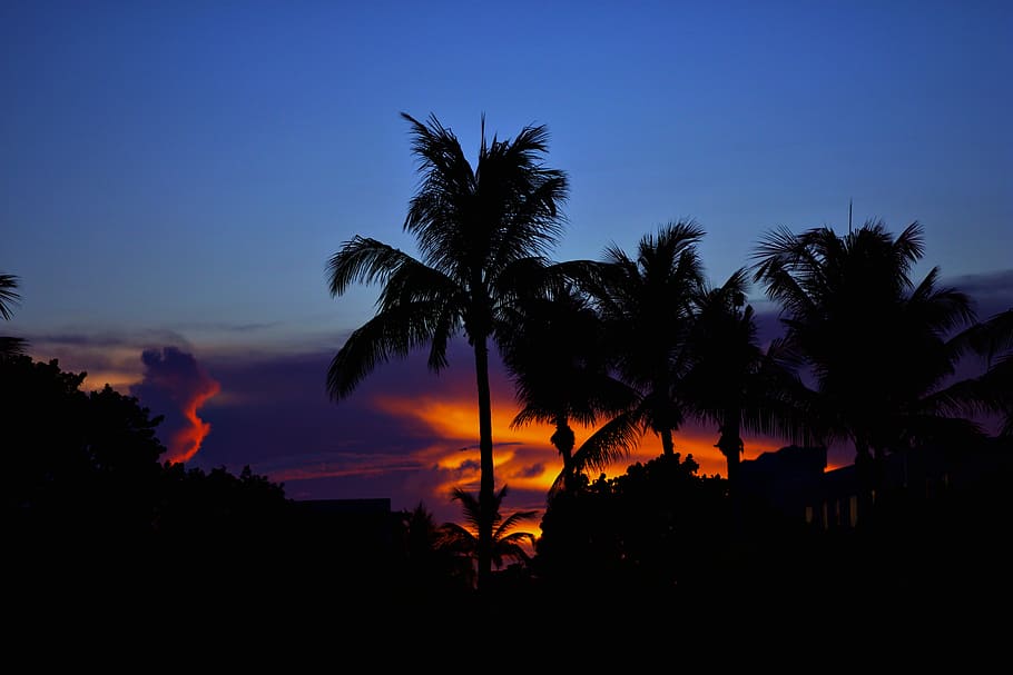 From the Beach to The city, silhouette of palm trees, sunset