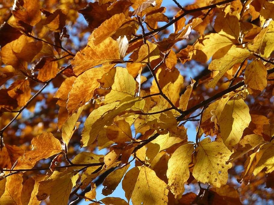 beech, beech leaves, autumn, colorful, golden, golden autumn HD wallpaper