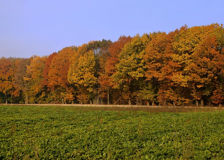 Forest, Colorful, Fall Foliage, autumn, nature, trees, leaves HD wallpaper