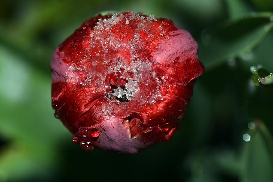 Tulip, Red, Spring, Flowers, red tulip, nature, spring flower HD wallpaper