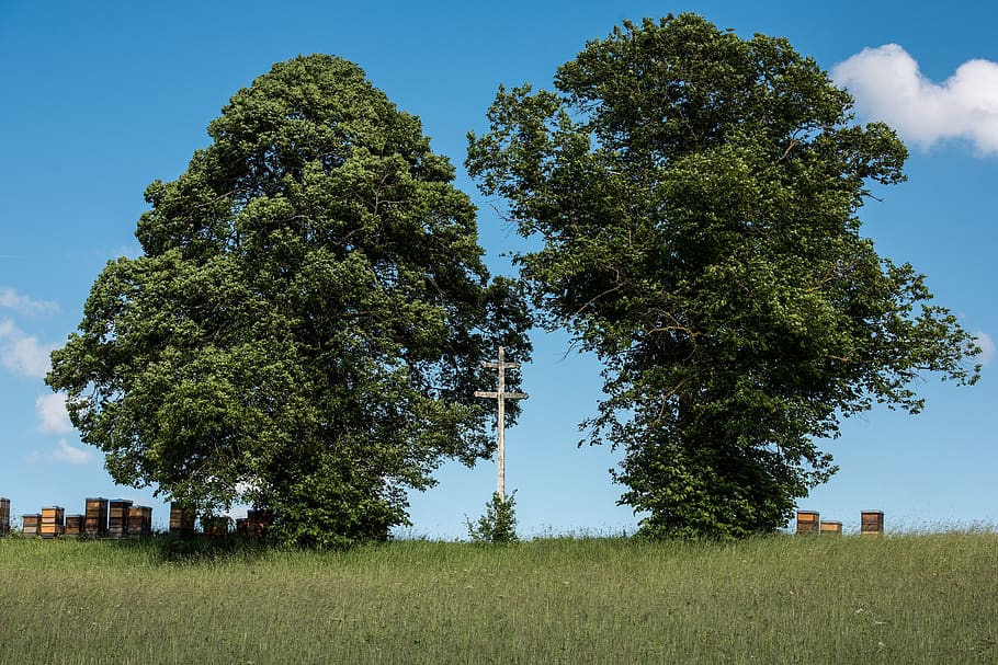 albstadt, gallows hill, cross, bee hives, bees, plant, tree