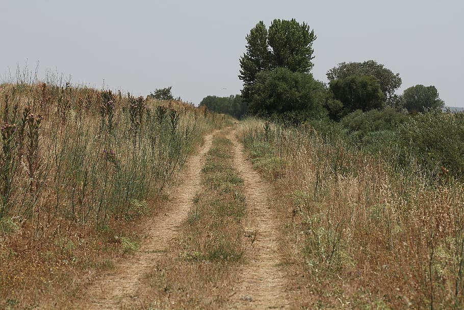 Path, Landscape, Nature, Trail, Field, tree, no people, grass HD wallpaper