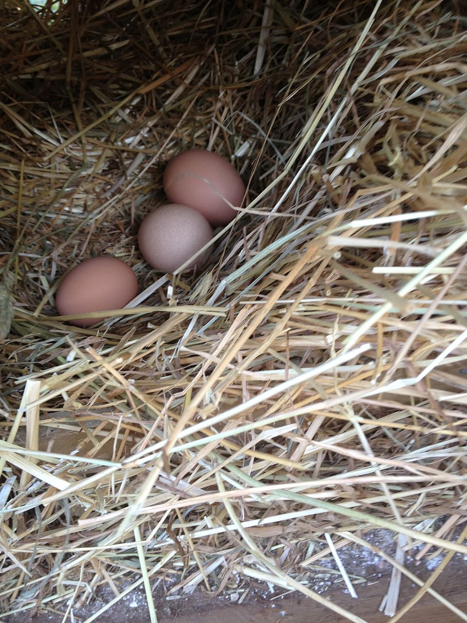 eggs, poultry, organic, animal egg, straw, animal nest, fragility HD wallpaper