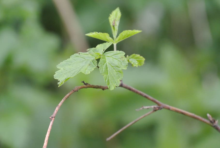close, leaf, nature, green Color, plant, branch, close-up, tree HD wallpaper